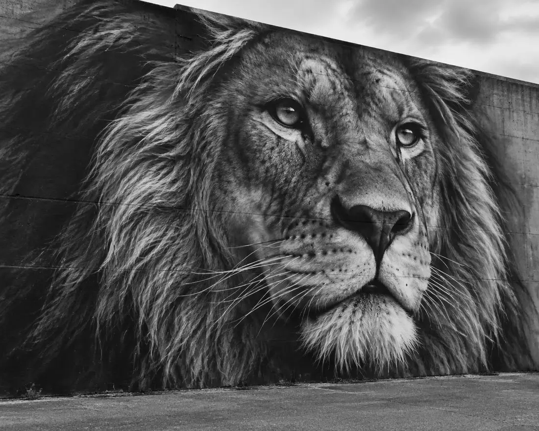 Mural realista em preto e cinza de um leão pintado em parede de concreto